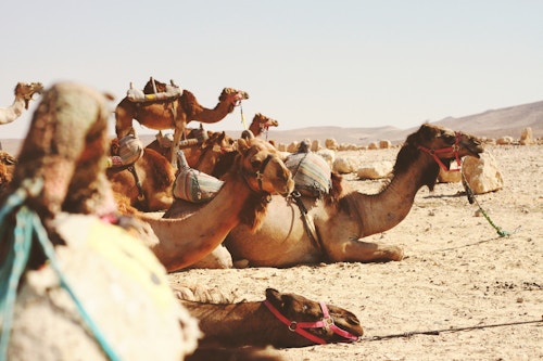 dry-templating-twig-craft-camels.jpg?mtime=20181026141450&focal=none?crop=focalpoint&domain=basedesign.imgix.net&fit=clip&w=500&h=333.33333333333&q=82&fm=pjpg&fp-x=0.5&fp-y=0.5&ixlib=php-2.1.1